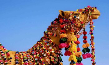 dressed-up camel at Pushkar, Rajasthan
