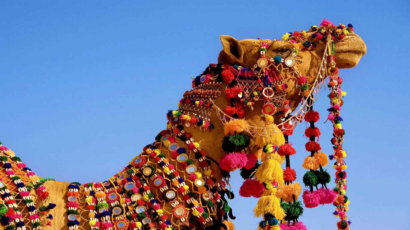 dressed-up camel at Pushkar, Rajasthan